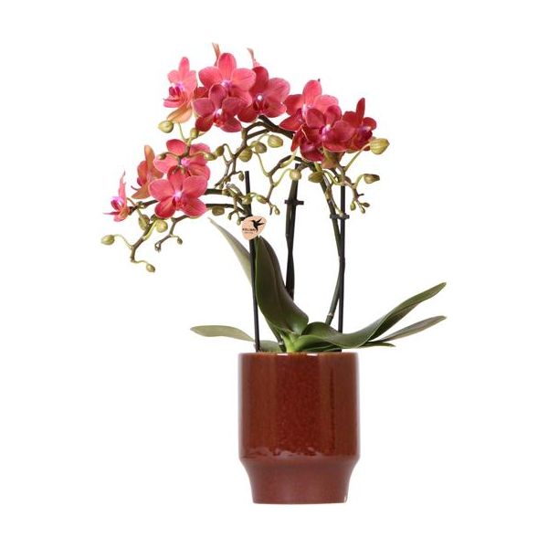 Kolibri-Orchideen | rote Phalaenopsis Orchidee - Congo + Classy Red - Topfgröße Ø9cm | blühende Zimmerpflanze - frisch vom Züchter