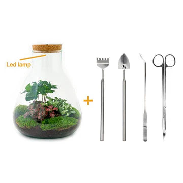 DIY terrarium - Sam Coffea with lamp - ↕ 30 cm