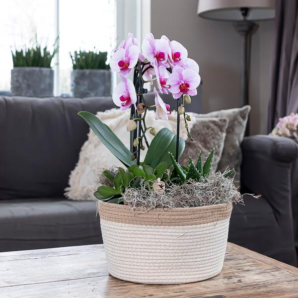 Kolibri-Orchideen | rosa Phalaenopsis Orchidee - Niagara Fall - Topfgröße Ø12cm | blühende Zimmerpflanze - frisch vom Züchter