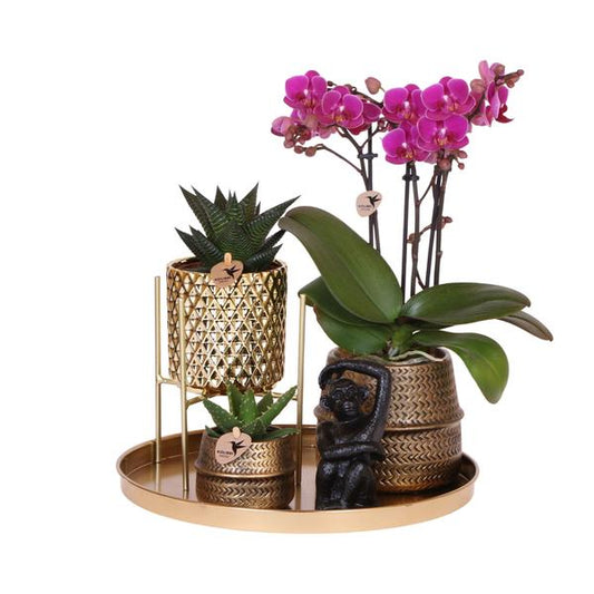 Firma Kolibri | Geschenkset Hotel Chic| Pflanzenset mit lila Phalaenopsis-Orchideen und Sukkulenten inkl. Dekotöpfen aus Keramik