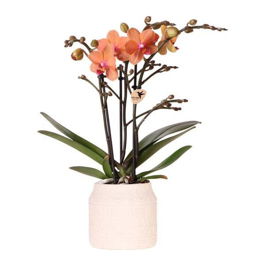 Hummingbird Orchids | Orange orchid Bolzano + Hieroglyph decorative pot off white - pot size Ø9cm | flowering houseplant - fresh from the grower