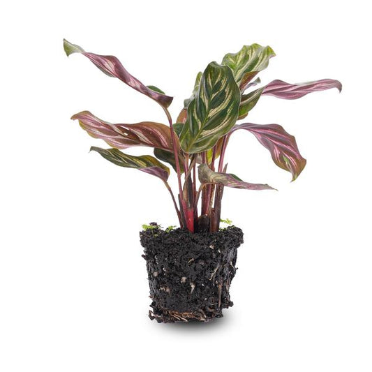 Calathea Makoyana - Pfauenpflanze - Terrarienpflanze - Topfgröße 6