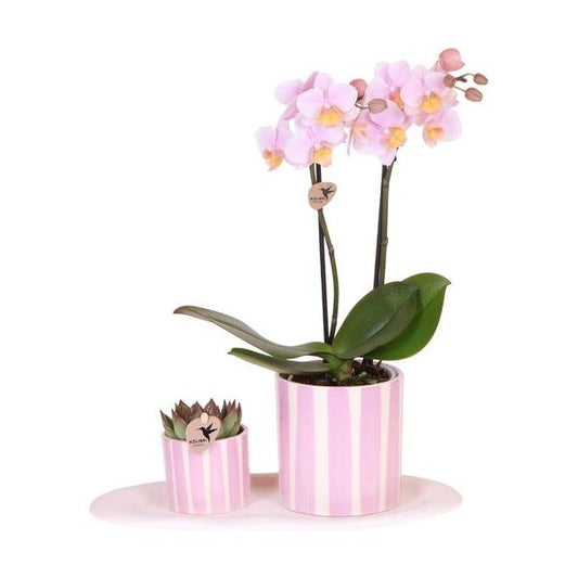 Kolibri-Orchideen | Geschenkset Mediterranean Sunset klein | Grüne Pflanze mit rosa Phalaenopsis-Orchidee Andorra in Painted Stripe-Dekotöpfen auf weißem Bio-Tablett