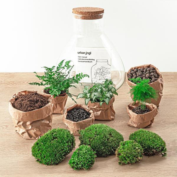 DIY-Terrarium - Sam XL - ↕ 35 cm