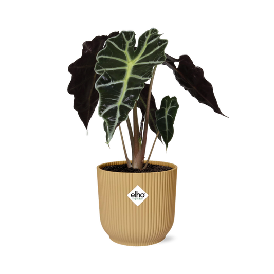 Alocasia ‘Polly’ in ELHO Vibes Fold 14cm geel