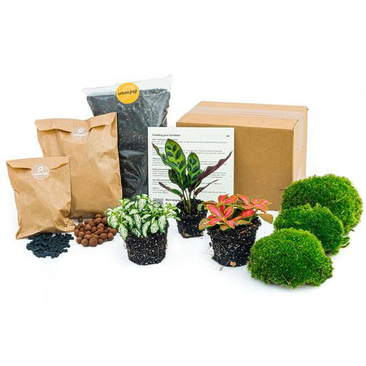 Plant terrarium package Calathea Lancifolia - Refill & Starter Package - DIY