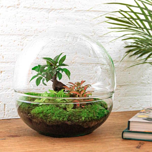 DIY terrarium - Dome XL - Ficus Ginseng Bonsai - ↕ 30 cm