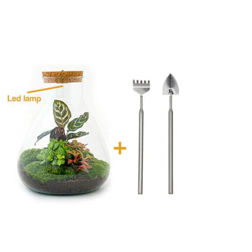 DIY-Terrarium - Sam Calathea mit Licht - ↕ 30 cm