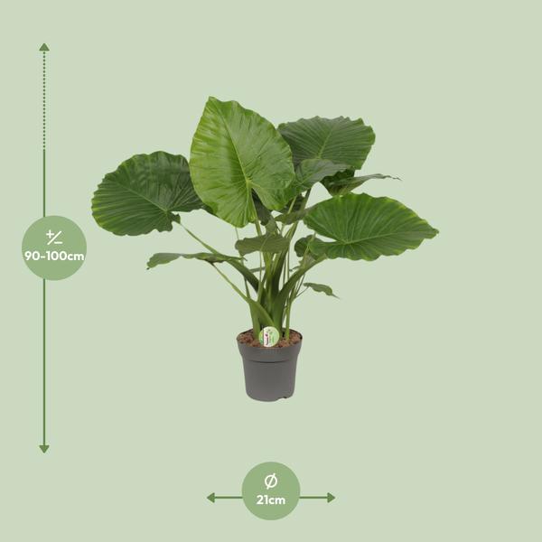 Alocasia Gageana Kalifornien - Ø21cm - ↕80cm