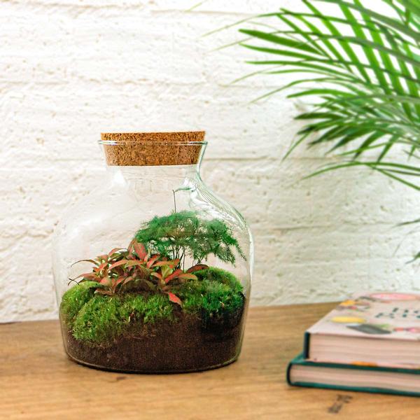 DIY-Terrarium - Little Joe - ↕ 21,5 cm