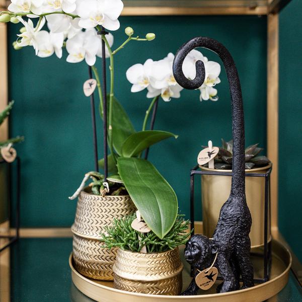 Kolibri Company - Plant set Groove gold | Set with white Phalaenopsis orchid Amabilis Ø9cm and green plant Succulent Aloe Brevifolia Ø6cm | incl. gold ceramic decorative pots