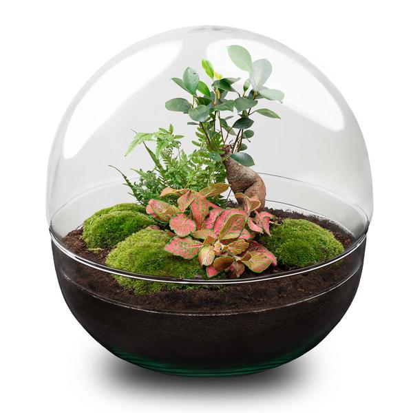 DIY terrarium - Dome XL - Ficus Ginseng Bonsai - ↕ 30 cm