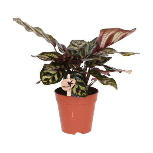 Kolibri-Grün | Grünpflanze - Calathea Makoyana - grüne Zimmerpflanze - frisch vom Züchter - Ø9cm