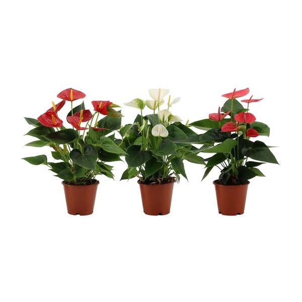 Anthurium 3-Farben-Mix in transparenter Hülle - Ø12cm - ↕36cm