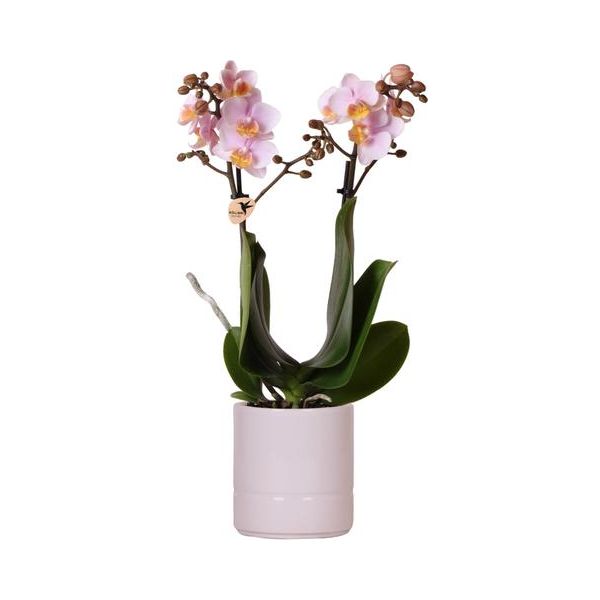 Kolibri-Orchideen | Rosa Phalaenopsis Orchidee – Andorra + Pastelltopf rosa – Topfgröße Ø9cm | blühende Zimmerpflanze - frisch vom Züchter