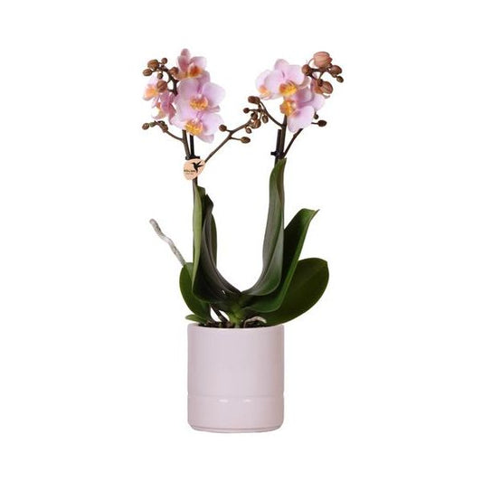 Kolibri Orchids | Roze phalaenopsis orchidee - Andorra + Pastel pot pink - potmaat Ø9cm | bloeiende kamerplant - vers van de kweker