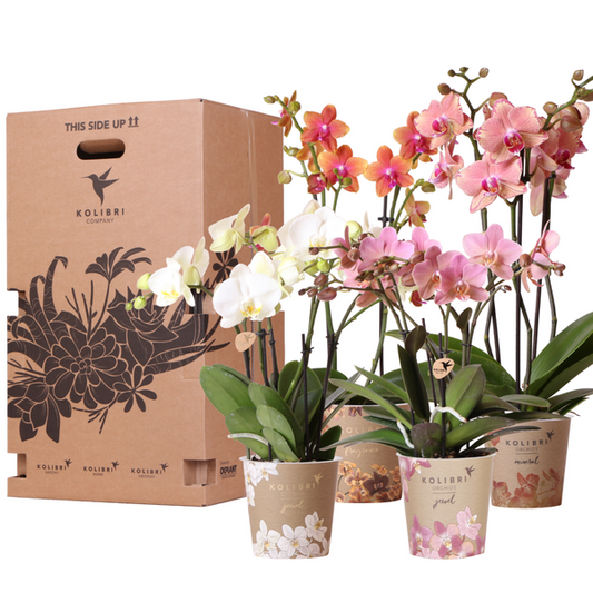 Kolibri Orchideen - Überraschungsbox Mix - Pflanzen Vorteilsbox - Überraschungsbox mit 4 verschiedenen Orchideen 12cm - Frisch vom Züchter