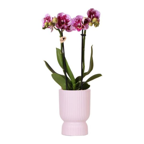 Hummingbird Orchids | Pink purple phalaenopsis orchid - El Salvador + Diabolo pink - pot size Ø9cm | flowering houseplant - fresh from the grower