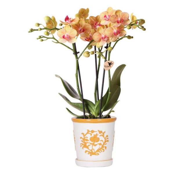 Kolibri Orchids | oranje orchidee Jamaica + Malaga sierpot oranje - potmaat Ø9cm | bloeiende kamerplant - vers van de kweker