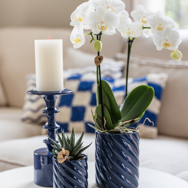 Hummingbird Orchids | Set of white orchid Amabilis and succulent in Candy decorative pots blue - pot size Ø9cm & Ø6cm | flowering houseplant - fresh from the grower