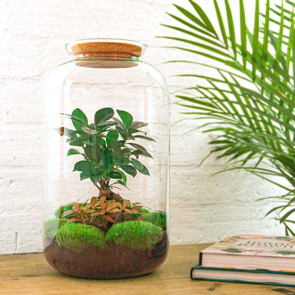 DIY-Terrarium - Sven Bonsai - ↕ 43 cm - Normal