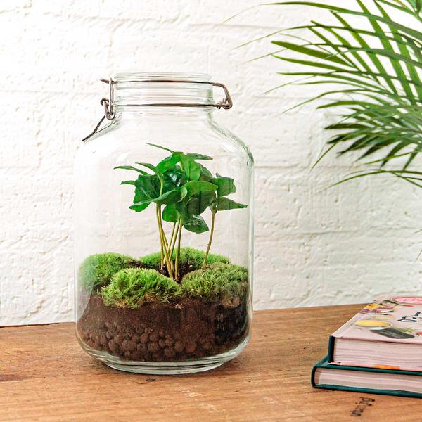 DIY-Terrarium - Glas - Coffea Arabica - ↕ 28 cm - Normales Glas