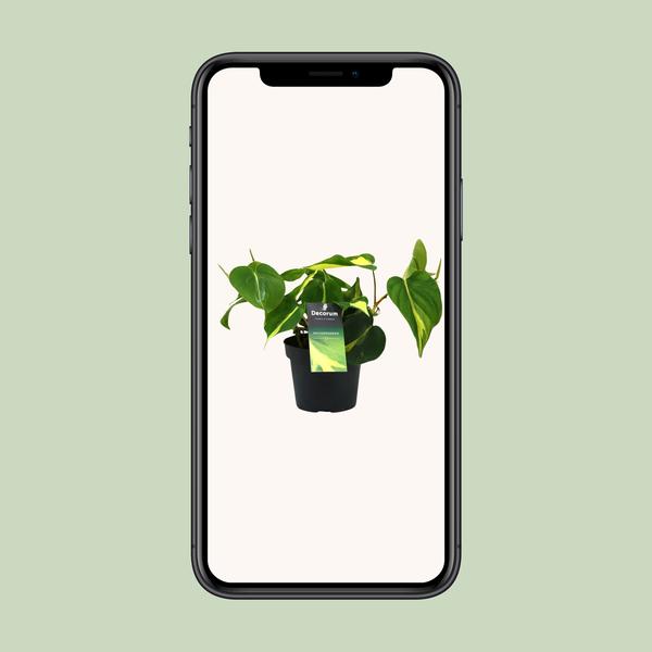 Philondendron Brasil Scandens - Ø12cm - ↕20cm