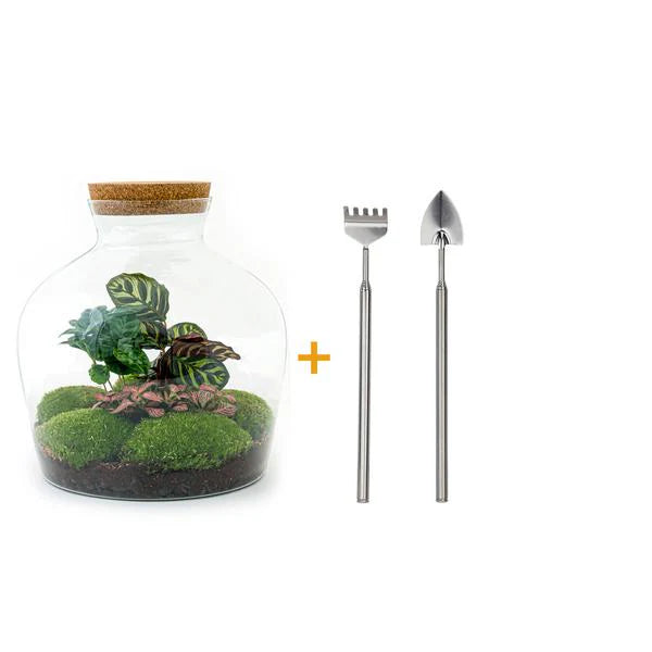 DIY-Terrarium - Fat Joe Coffea - ↕ 30 cm