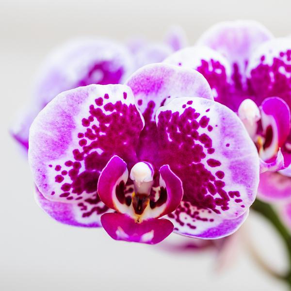 Kolibri Orchids | Roze paarse phalaenopsis orchidee - El Salvador - potmaat Ø9cm | bloeiende kamerplant - vers van de kweker