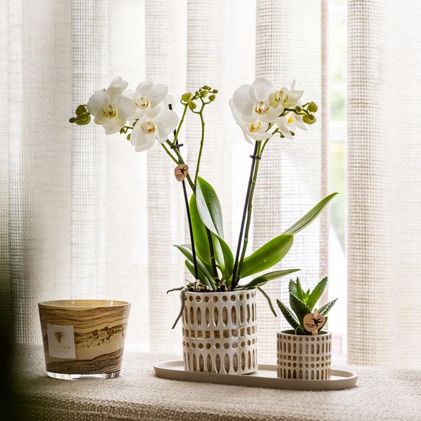 Firma Kolibri | Pflanzenset Le Chic klein | Weiße Phalaenopsis-Orchidee Amabilis und Sukkulente inkl. Dekotöpfen aus Keramik auf cremefarbenem Bio-Tablett