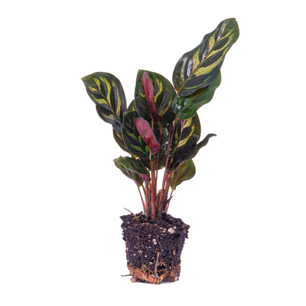 Calathea Makoyana - Peacock plant - Terrarium plant - Pot size 6