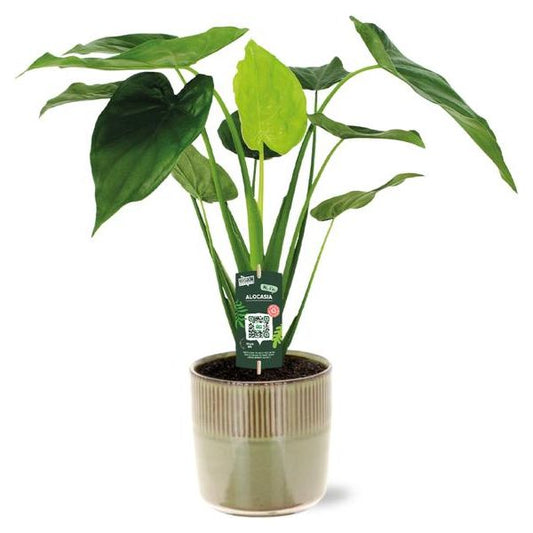 Alocasia Cucullata - Ø19cm - ↕55cm + Terni Pot D20x20cm - Groen