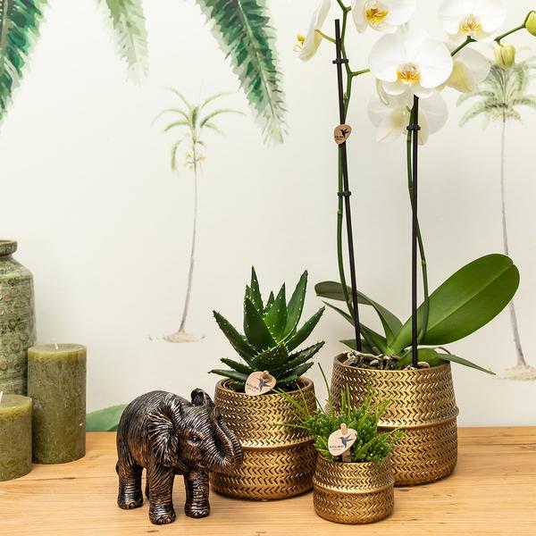 Kolibri Company - Plant set Groove gold | Set with white Phalaenopsis orchid Amabilis Ø9cm and green plant Succulent Aloe Brevifolia Ø6cm | incl. gold ceramic decorative pots