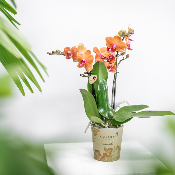 Kolibri-Orchideen | Orange Phalaenopsis Orchidee - Mineral Bolzano - Topfgröße Ø9cm | blühende Zimmerpflanze - frisch vom Züchter