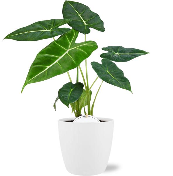 Alocasia Frydek - Ø12cm - ↕35cm + Pot Brussels D13,5x12,5cm - Wit