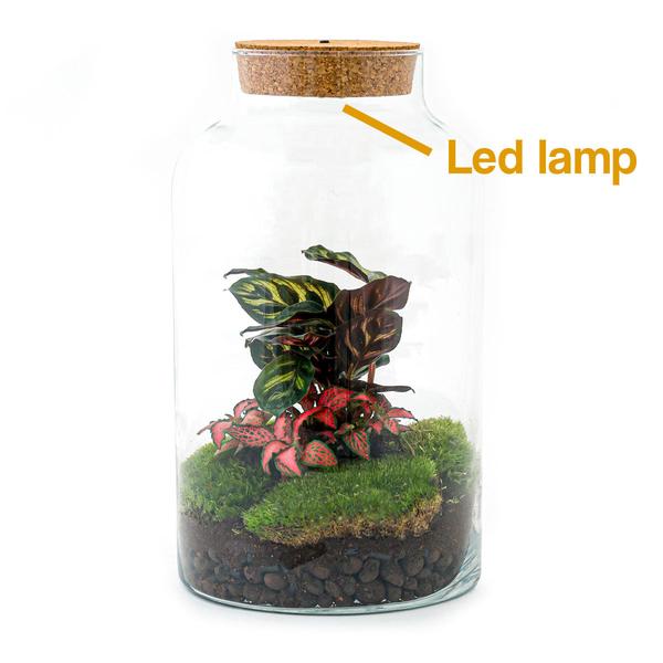 DIY-Terrarium - Milchige Calathea mit Licht - ↕ 31 cm