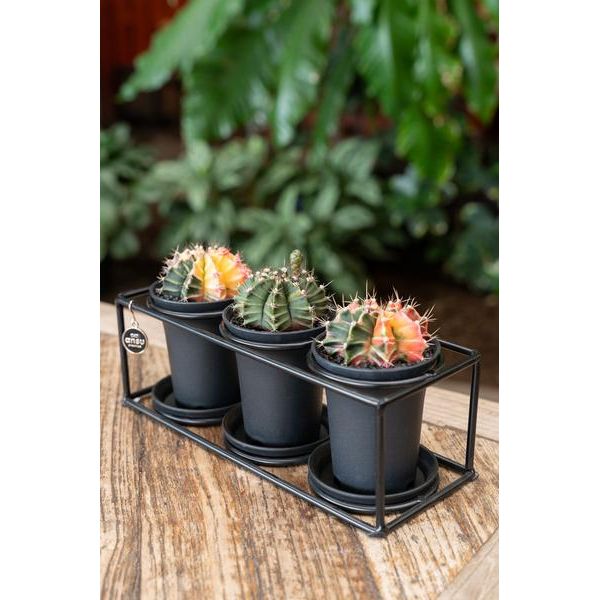 Cactus Trio In Design Frame - Ø25cm - ↕12cm