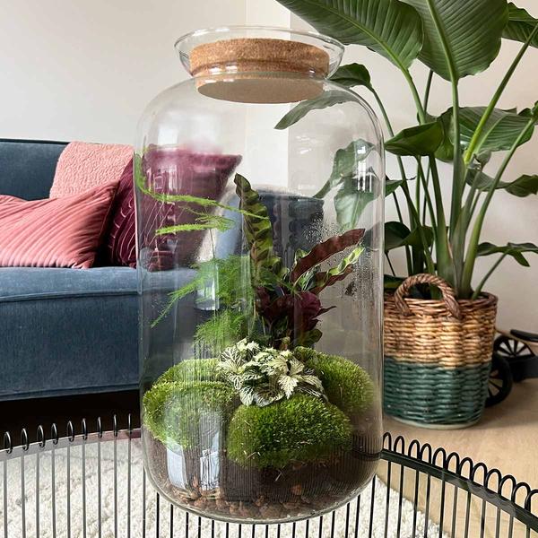 DIY terrarium - Botanical Sven XL - ↕ 43 cm