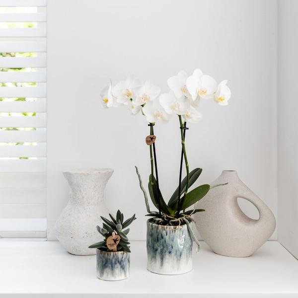 Hummingbird Orchids | white Phalaenopsis orchid – Amabilis + Sky pot – pot size Ø9cm – 40cm high | flowering houseplant in flower pot - fresh from the grower