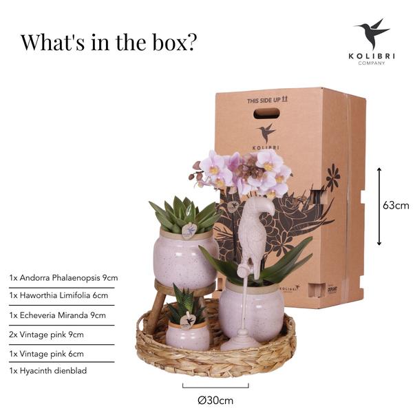 Firma Kolibri | Geschenkset Romantisch| Pflanzenset mit rosa Phalaenopsis-Orchidee und Sukkulenten inkl. Dekotöpfen aus Keramik