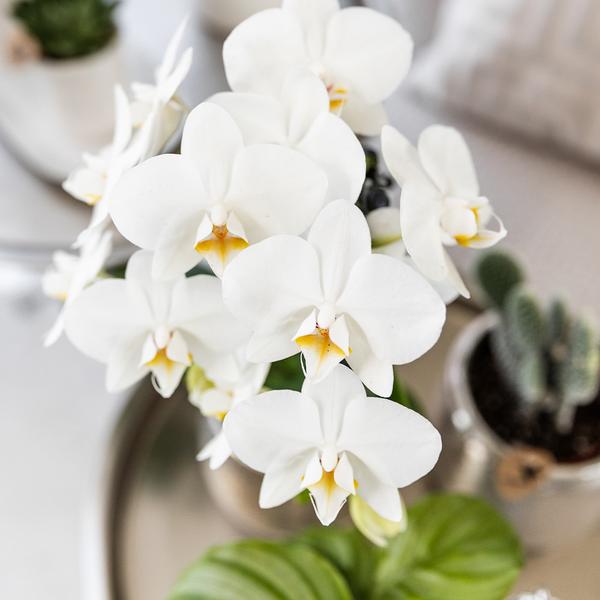 Hummingbird Orchids | white Phalaenopsis orchid - Amabilis + Elite pot silver - pot size Ø9cm - 35cm high | flowering houseplant - fresh from the grower