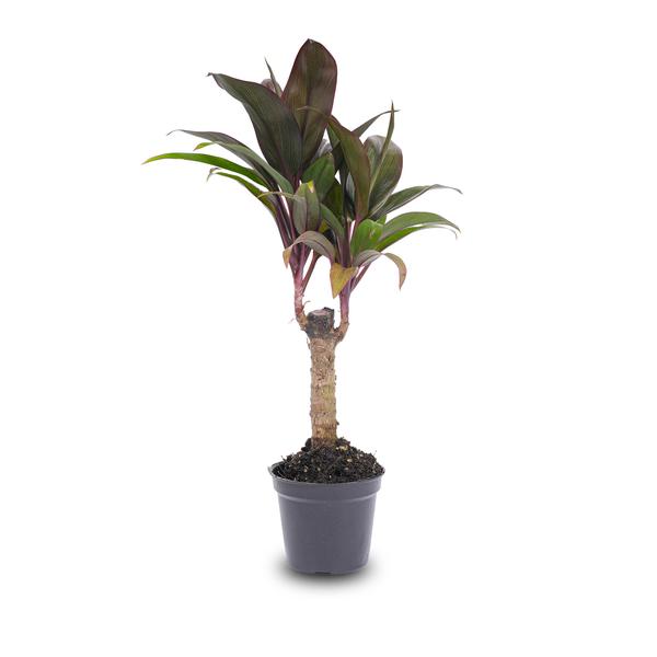 Mini palm - Cordyline fruticosa 'Purple Compacta' - Terrarium plant - Pot size 6