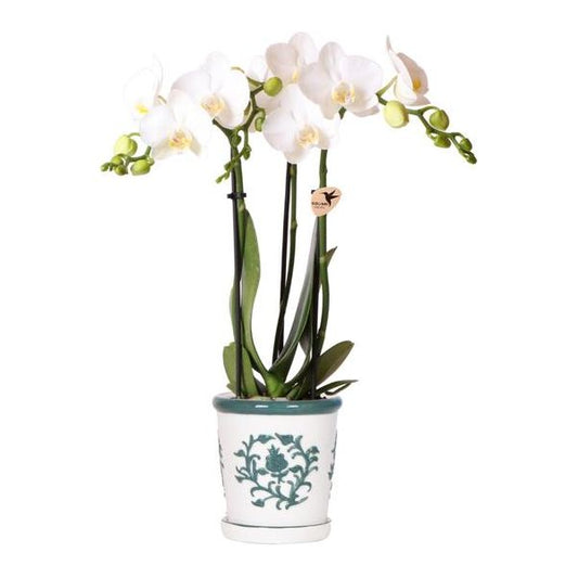 Kolibri Orchids | witte orchidee Amabilis + Malaga sierpot groen - potmaat Ø9cm | bloeiende kamerplant - vers van de kweker