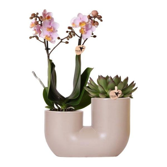 Hummingbird Orchids | Set of pink orchid Andorra and Succulent in Tube decorative pot Sand - pot size Ø9cm | flowering houseplant - fresh from the grower