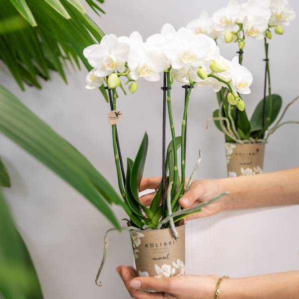 Hummingbird Orchids | white Phalaenopsis orchid - Amabilis - pot size Ø9cm | flowering houseplant - fresh from the grower