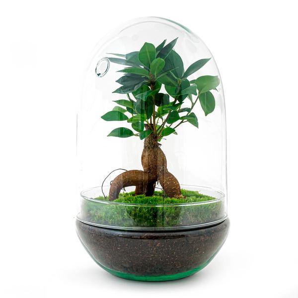 DIY Terrarium - Ei XL Bonsai - ↕ 30 cm