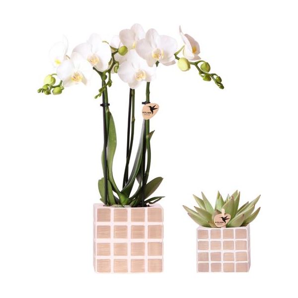 Kolibri Orchids | Set van witte orchidee Amabilis en succulent in Mosa sierpotten bruin - potmaat Ø9cm & Ø6cm | bloeiende kamerplant - vers van de kweker