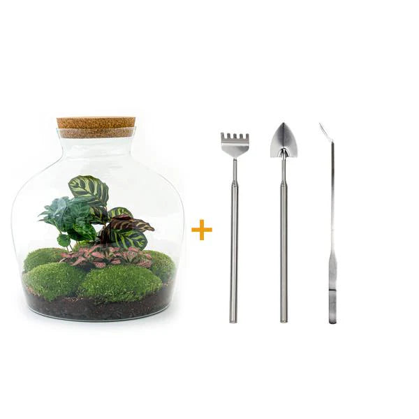 DIY-Terrarium - Fat Joe Coffea - ↕ 30 cm