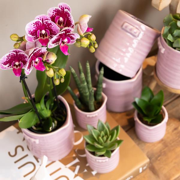 Kolibri Orchids | Roze paarse phalaenopsis orchidee - El Salvador - potmaat Ø9cm | bloeiende kamerplant - vers van de kweker