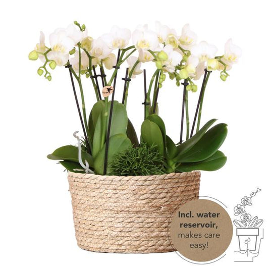 Kolibri Orchids | witte plantenset in Reed Basket incl. waterreservoir | drie witte orchideeën Amabilis 9cm en drie groene planten | Jungle Bouquet wit met zelfvoorzienend waterreservoir